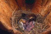 North American red squirrel {Tamiasciurus hudsonicus} in nest in hollow tree trunk with 15-day babies, Montana, USA