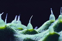 Close up of hairs on surface of Cucumber skin {Cucumis sativus} Japan