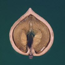 Cross-section of Walnut seed / nut {Juglans sp} Japan