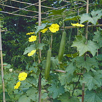 Sponge Gourd {Luffa aegyptiaca} fruits and flowers - dried and sold as loofah, Japan
