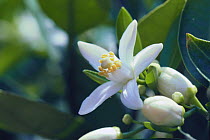 Satsuma Mandarin flower {Citrus unshiu} Japan