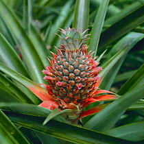 Pineapple flower {Ananas comosus}