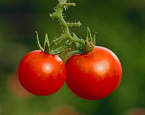 Tomatoes {Solanum lycopersicum}