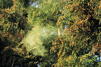 Sugi / Japanese Cedar {Cryptomeria japonica} cloud of pollen, Japan