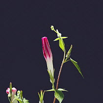 Morning glory {Ipomoea nil} flower bud opening sequence 2/4, Japan