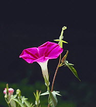 Morning glory {Ipomoea nil} flower bud opening sequence 4/4, Japan