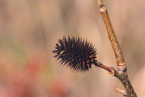 Walnut cone {Platycarya strobilacea} Japan