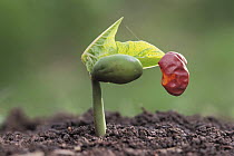 Common Bean {Phaseolus vulgaris} seed germinating, Japan