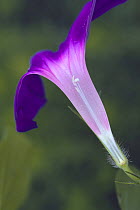 Cross-section of Morning Glory flower {Ipomoea nil} Japan