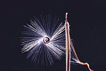 Geranium  seed {Pelargonium graveolens} adapted for wind dispersal