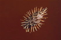 Rough Cocklebur's nut {Xanthium strumarium} adapted for dispersal by animals, Japan