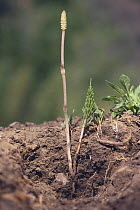 Common Field Horsetail {Equisetum arvense} with roots, flowering stalk and fronds visible,  Gumma, Japan