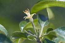 Apple {Malus domestica} fertilised flower stalk, Japan, Apple fruition sequence 2/4