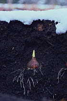 Tulip {Tulipa gesneriana} germinating bulb in earth during winter, Japan