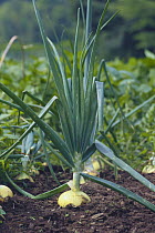 Onion {Allium cepa} growing in vegetable garden, Japan