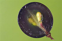 Cross-section of a Grape {Vitis sp} showing fruit flesh and seeds, Japan