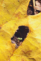 Mouse-ear Chickweed {Cerastium holosteoides var. hallaisanense} germinating under a fallen leaf in autumn, Japan