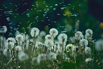Common Dandelion {Taraxacum officinale} seeds blowing in the wind, Japan