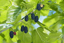 Mulberry fruits {Morus australis / bombycis) growing in tree, Japan