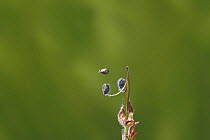 Carolina Cranesbill {Geranium carolina} seed dispersal by mechanical ejection, Japan
