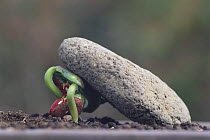 Common Bean {Phaseolus vulgaris} germinating seed has strength to raise a stone, Japan
