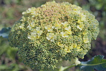 Broccoli / calabrese flowers {Brassica oleracea var. italica} Japan