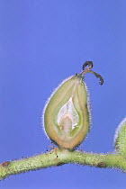 Cross-section of immature Japanese Walnut {Juglans ailantifolia} Japan