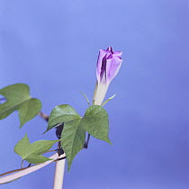 Morning glory {Ipomoea nil} flower opening sequence 4/9, Japan