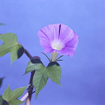 Morning glory {Ipomoea nil} flower opening sequence 8/9, Japan
