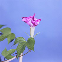 Morning glory {Ipomoea nil} flower opening sequence 6/9, Japan