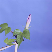 Morning glory {Ipomoea nil} flower opening sequence 2/9, Japan