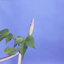 Morning glory {Ipomoea nil} flower opening sequence 1/9, Japan