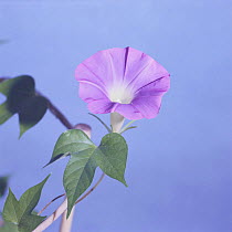 Morning glory {Ipomoea nil} flower opening sequence 9/9, Japan