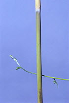 Morning glory {Ipomoea nil} tendril of vine growing around vertical stem, Japan, sequence 1/7
