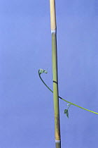 Morning glory {Ipomoea nil} tendril of vine growing around vertical stem, 1hr 10mins later, sequence 3/7, Japan