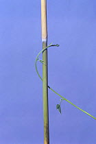 Morning glory {Ipomoea nil} tendril of vine growing around vertical stem, 3hr later, sequence 4/7, Japan