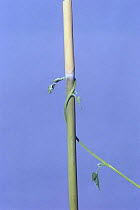 Morning glory {Ipomoea nil} tendril of vine growing around vertical stem, 7hrs later, sequence 6/7, Japan