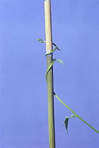 Morning glory {Ipomoea nil} tendril of vine growing around vertical stem, 18hrs later, sequence 7/7, Japan