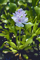 Water Hyacinth {Eichhornia crassipes} Japan