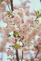 Cherry blossom {Prunus Cerasus speciosa 'Plena'} Japan