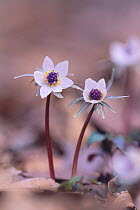 Setsubunso / Winter aconite flowers {Eranthis pinnatifida} Japan