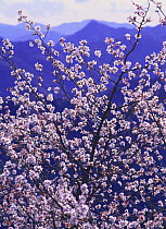 Cherry blossom {Prunus Cerasus  parvifolia 'Parvifolia'} Gumma, Japan