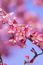 Okame Cherry blossom {Prunus Cerasus  incamp 'Okame'} Japan
