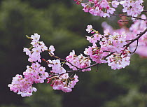 Cherry blossom {Prunus(Cerasus)  yedoensis Jindai-akebono} Tokyo, Japan