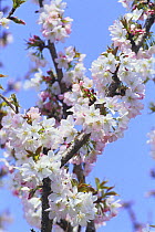 Cherry blossom {Prunus Cerasus lannesiana@cv} Kanagawa, Japan