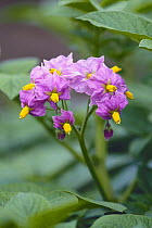 Potato flowers {Solanum tuberosum} Japan