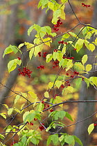 Berries of Korean Spindle Tree {Euonymus oxyphyllus} Gumma, Japan