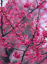 Taiwan Cherry blossom {Prunus Cerasus campanulata} Tokyo, Japan
