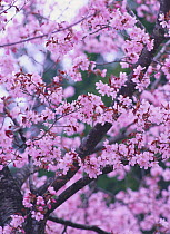 Sargent Cherry blossom {Prunus Cerasus sargentii} Nagana, Japan
