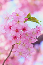 Cherry blossom {Prunus Cerasus  lannesiana 'Kawazu-zakura'} Shizuoka, Japan